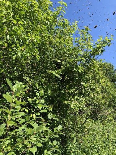 Honeybee Swarm Season in New England!